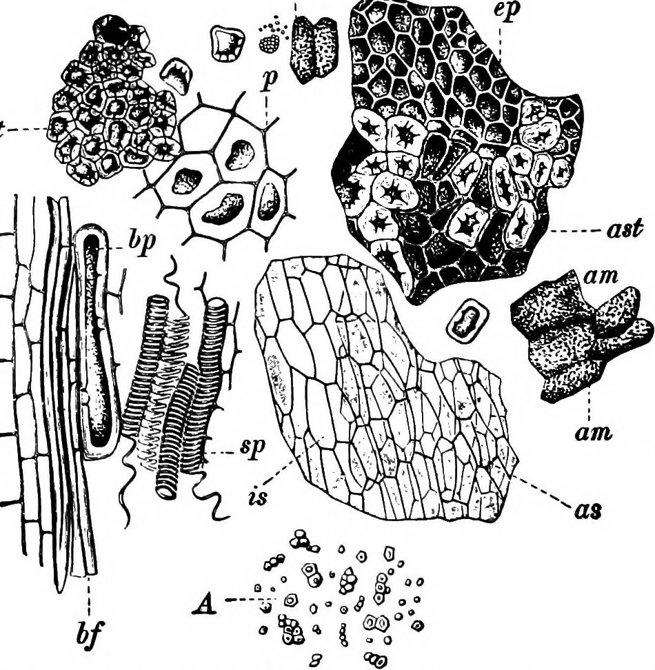 An illustration from The microscopy of vegetable foods : with special reference to the detection of adulteration and the diagnosis of mixtures, 1906, leaf 529