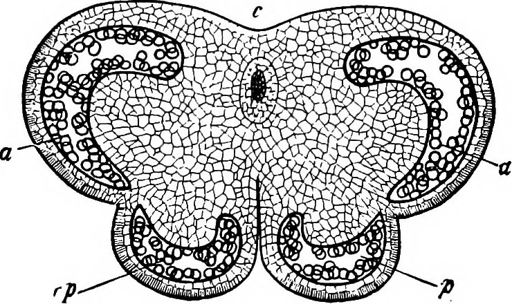 An illustration from The microscopy of vegetable foods : with special reference to the detection of adulteration and the diagnosis of mixtures, 1906, leaf 54