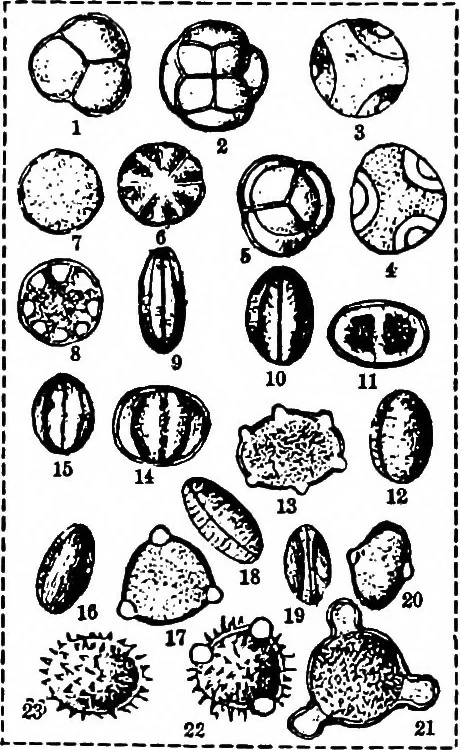 An illustration from The microscopy of vegetable foods : with special reference to the detection of adulteration and the diagnosis of mixtures, 1906, leaf 54