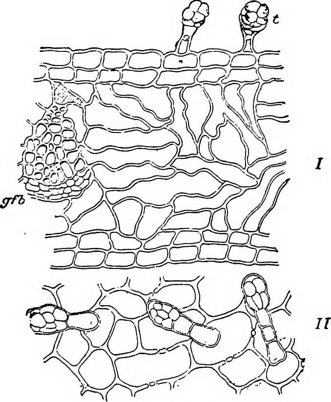An illustration from The microscopy of vegetable foods : with special reference to the detection of adulteration and the diagnosis of mixtures, 1906, leaf 540