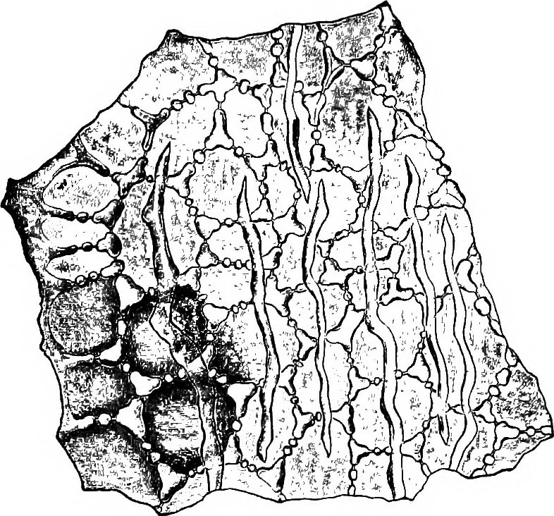 An illustration from The microscopy of vegetable foods : with special reference to the detection of adulteration and the diagnosis of mixtures, 1906, leaf 542