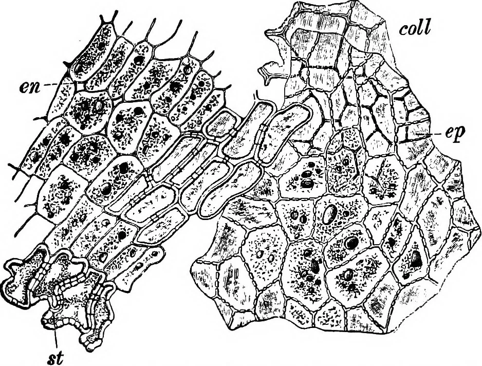 An illustration from The microscopy of vegetable foods : with special reference to the detection of adulteration and the diagnosis of mixtures, 1906, leaf 542
