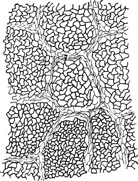 An illustration from The microscopy of vegetable foods : with special reference to the detection of adulteration and the diagnosis of mixtures, 1906, leaf 543