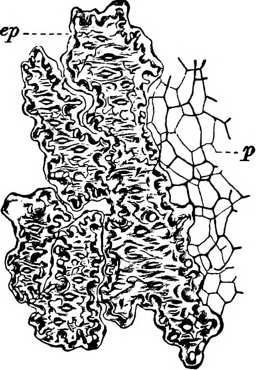 An illustration from The microscopy of vegetable foods : with special reference to the detection of adulteration and the diagnosis of mixtures, 1906, leaf 544