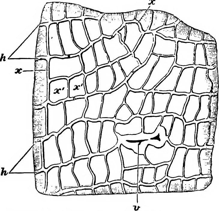 An illustration from The microscopy of vegetable foods : with special reference to the detection of adulteration and the diagnosis of mixtures, 1906, leaf 546