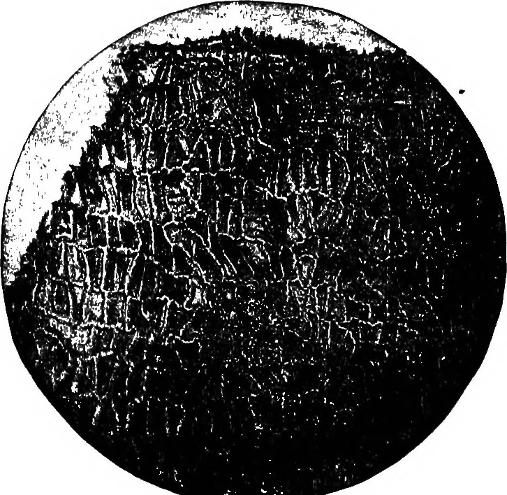An illustration from The microscopy of vegetable foods : with special reference to the detection of adulteration and the diagnosis of mixtures, 1906, leaf 547