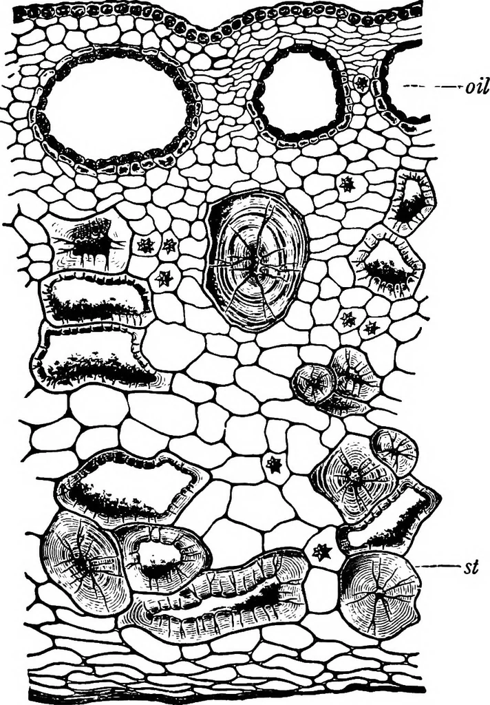An illustration from The microscopy of vegetable foods : with special reference to the detection of adulteration and the diagnosis of mixtures, 1906, leaf 550
