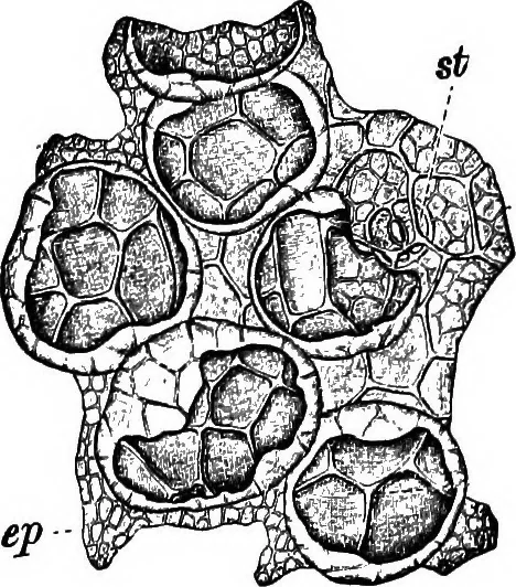 An illustration from The microscopy of vegetable foods : with special reference to the detection of adulteration and the diagnosis of mixtures, 1906, leaf 551