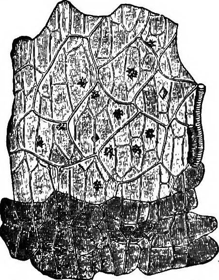 An illustration from The microscopy of vegetable foods : with special reference to the detection of adulteration and the diagnosis of mixtures, 1906, leaf 551