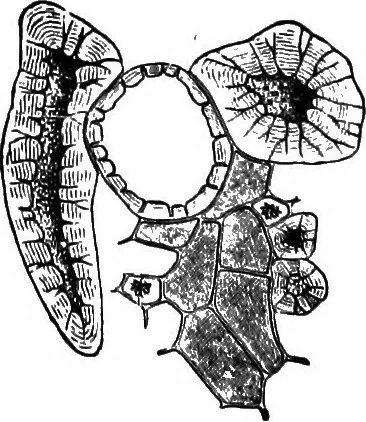 An illustration from The microscopy of vegetable foods : with special reference to the detection of adulteration and the diagnosis of mixtures, 1906, leaf 551