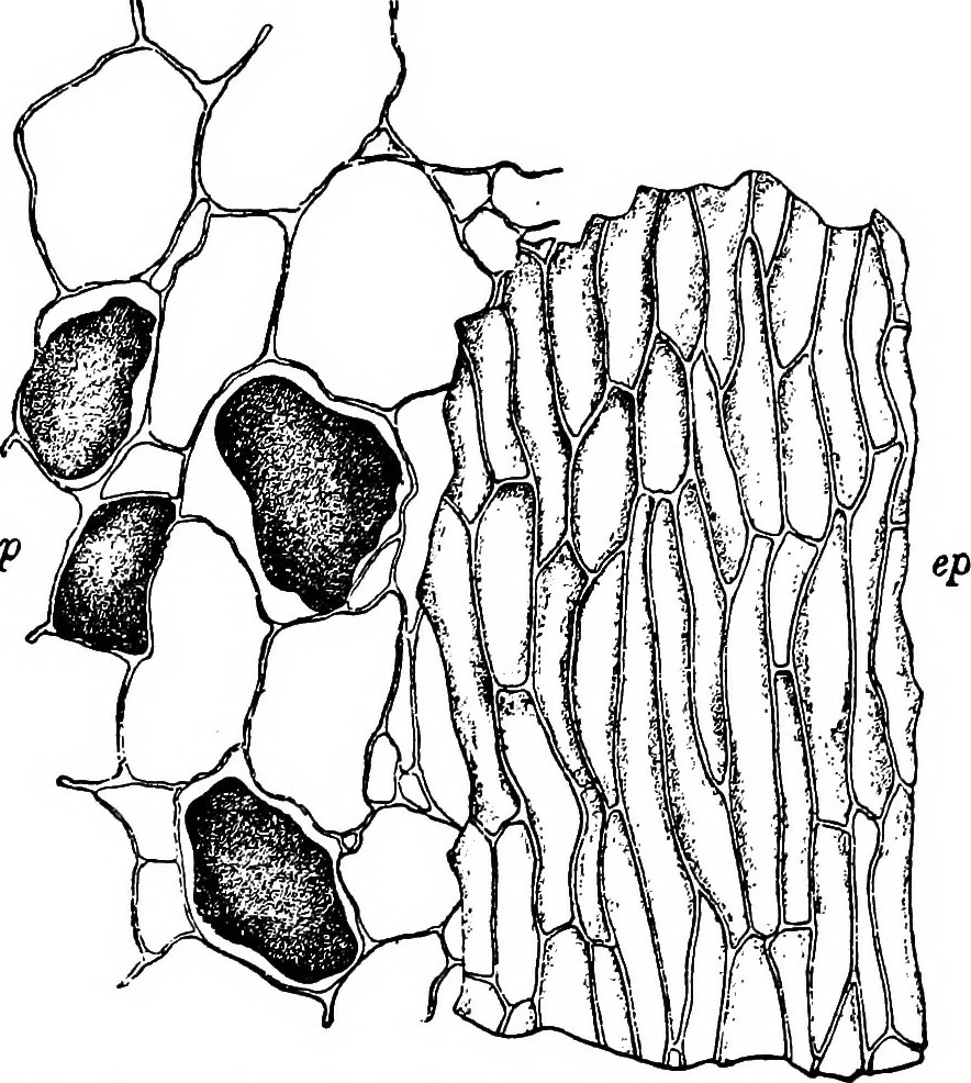 An illustration from The microscopy of vegetable foods : with special reference to the detection of adulteration and the diagnosis of mixtures, 1906, leaf 552