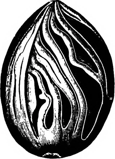 An illustration from The microscopy of vegetable foods : with special reference to the detection of adulteration and the diagnosis of mixtures, 1906, leaf 555