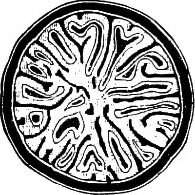 An illustration from The microscopy of vegetable foods : with special reference to the detection of adulteration and the diagnosis of mixtures, 1906, leaf 555