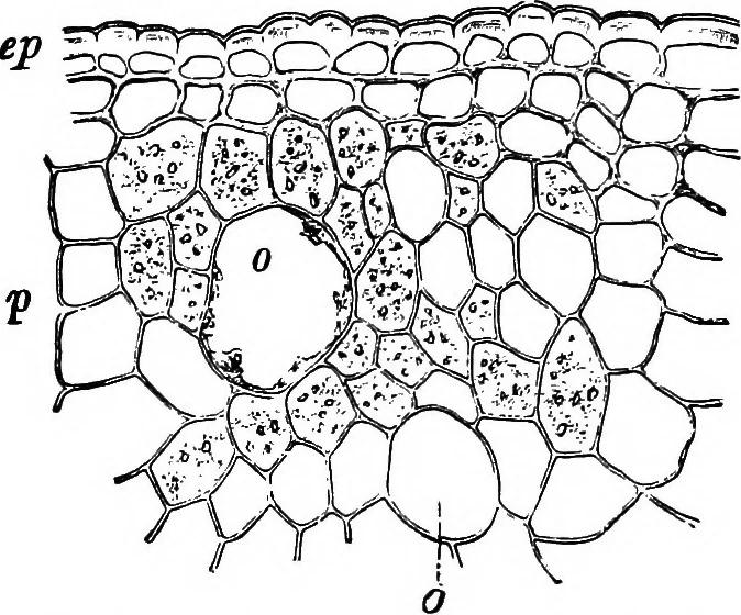 An illustration from The microscopy of vegetable foods : with special reference to the detection of adulteration and the diagnosis of mixtures, 1906, leaf 556