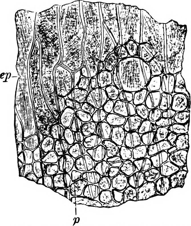An illustration from The microscopy of vegetable foods : with special reference to the detection of adulteration and the diagnosis of mixtures, 1906, leaf 557