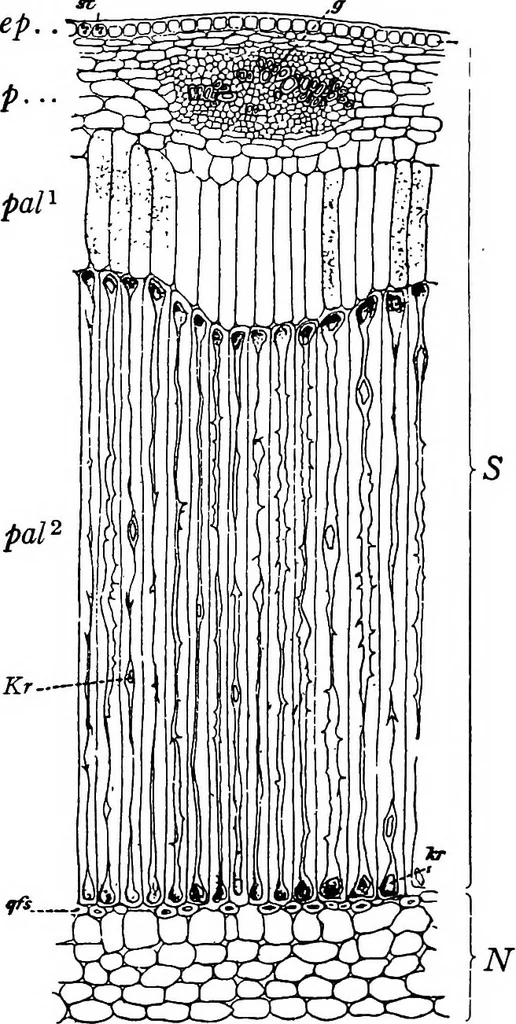 An illustration from The microscopy of vegetable foods : with special reference to the detection of adulteration and the diagnosis of mixtures, 1906, leaf 558