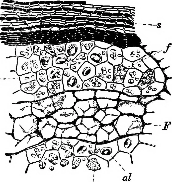 An illustration from The microscopy of vegetable foods : with special reference to the detection of adulteration and the diagnosis of mixtures, 1906, leaf 559