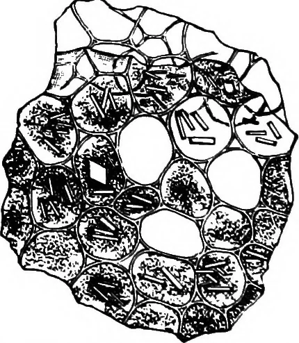 An illustration from The microscopy of vegetable foods : with special reference to the detection of adulteration and the diagnosis of mixtures, 1906, leaf 559