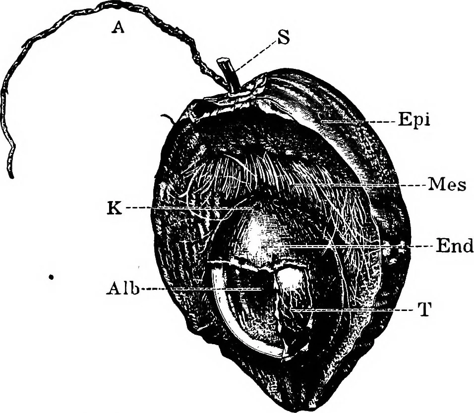 An illustration from The microscopy of vegetable foods : with special reference to the detection of adulteration and the diagnosis of mixtures, 1906, leaf 56