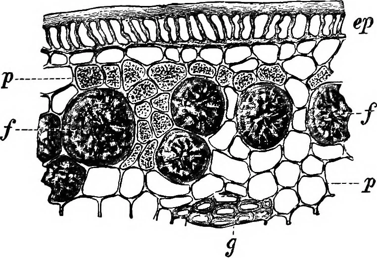 An illustration from The microscopy of vegetable foods : with special reference to the detection of adulteration and the diagnosis of mixtures, 1906, leaf 564