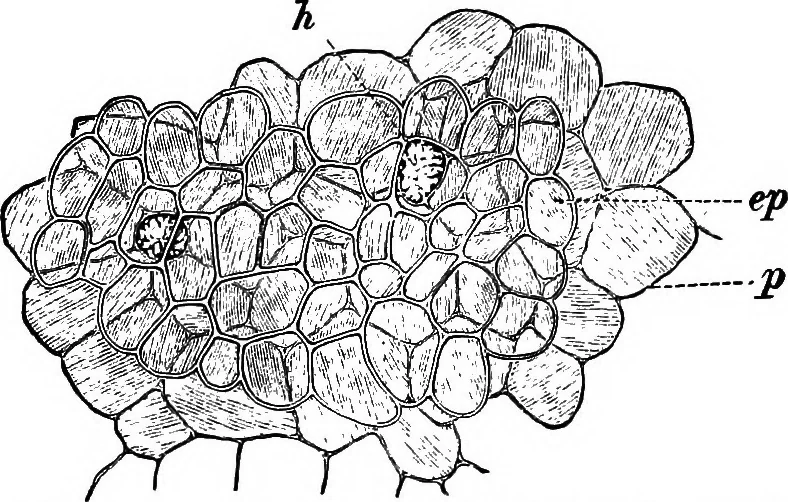 An illustration from The microscopy of vegetable foods : with special reference to the detection of adulteration and the diagnosis of mixtures, 1906, leaf 566