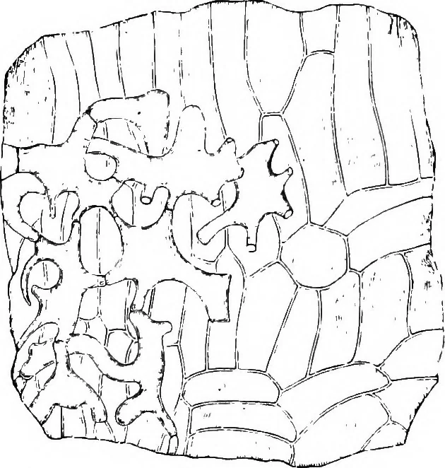 An illustration from The microscopy of vegetable foods : with special reference to the detection of adulteration and the diagnosis of mixtures, 1906, leaf 567