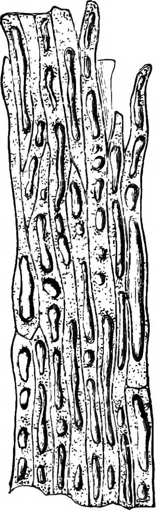 An illustration from The microscopy of vegetable foods : with special reference to the detection of adulteration and the diagnosis of mixtures, 1906, leaf 567