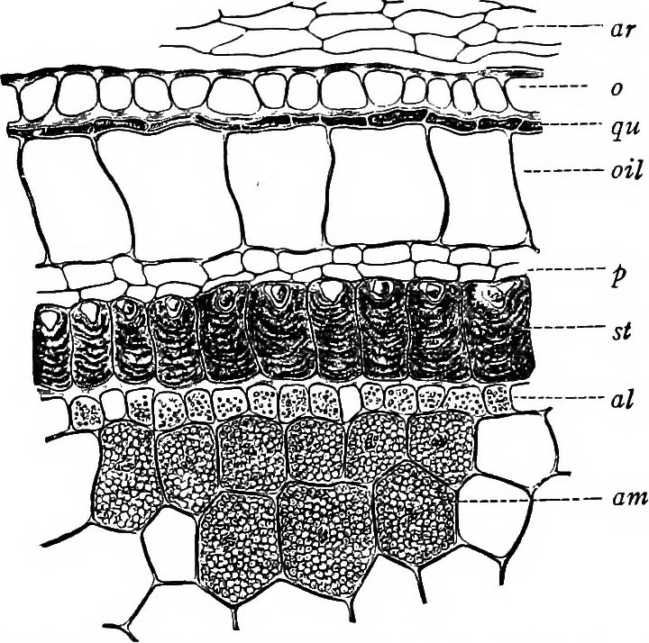 An illustration from The microscopy of vegetable foods : with special reference to the detection of adulteration and the diagnosis of mixtures, 1906, leaf 568