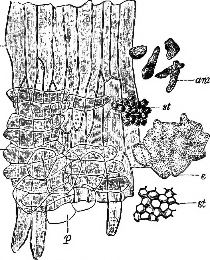 An illustration from The microscopy of vegetable foods : with special reference to the detection of adulteration and the diagnosis of mixtures, 1906, leaf 569
