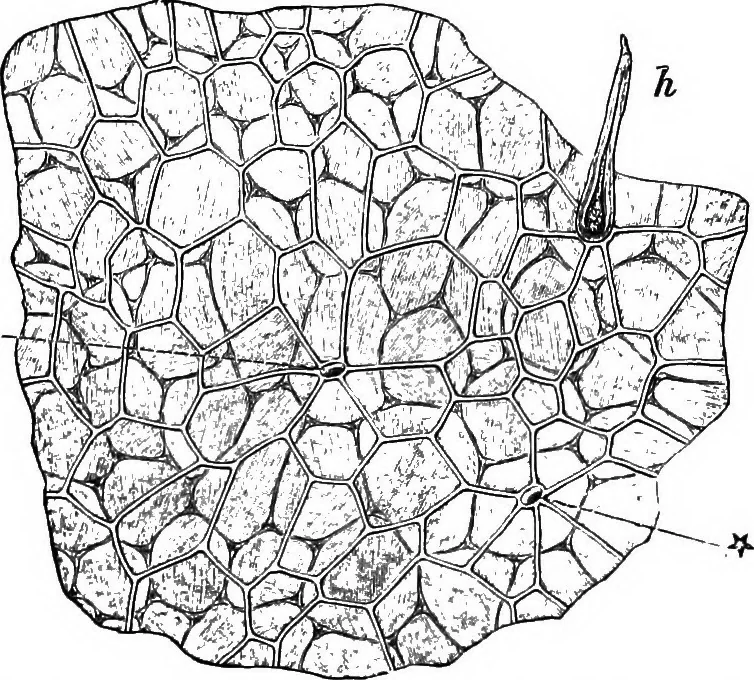 An illustration from The microscopy of vegetable foods : with special reference to the detection of adulteration and the diagnosis of mixtures, 1906, leaf 571