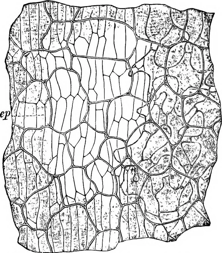 An illustration from The microscopy of vegetable foods : with special reference to the detection of adulteration and the diagnosis of mixtures, 1906, leaf 571