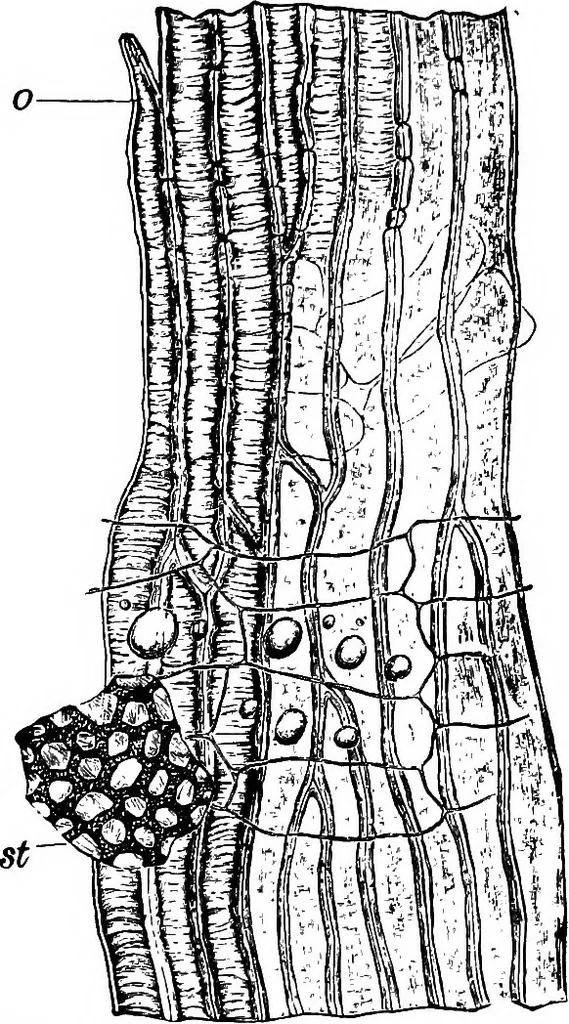 An illustration from The microscopy of vegetable foods : with special reference to the detection of adulteration and the diagnosis of mixtures, 1906, leaf 572
