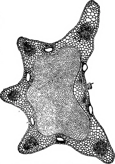 An illustration from The microscopy of vegetable foods : with special reference to the detection of adulteration and the diagnosis of mixtures, 1906, leaf 575