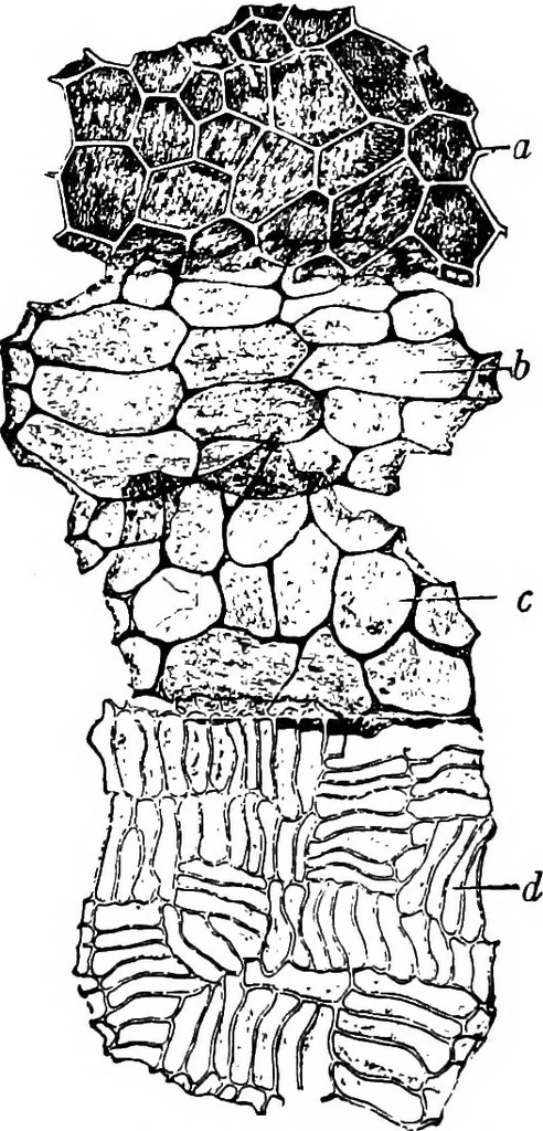 An illustration from The microscopy of vegetable foods : with special reference to the detection of adulteration and the diagnosis of mixtures, 1906, leaf 577