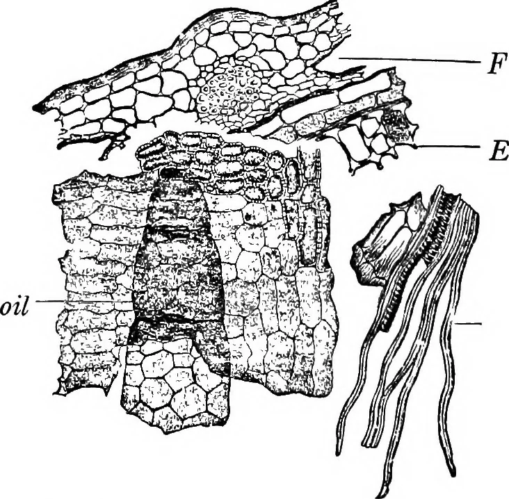 An illustration from The microscopy of vegetable foods : with special reference to the detection of adulteration and the diagnosis of mixtures, 1906, leaf 579