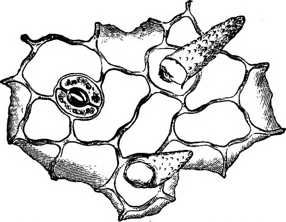 An illustration from The microscopy of vegetable foods : with special reference to the detection of adulteration and the diagnosis of mixtures, 1906, leaf 582