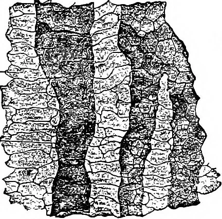 An illustration from The microscopy of vegetable foods : with special reference to the detection of adulteration and the diagnosis of mixtures, 1906, leaf 582