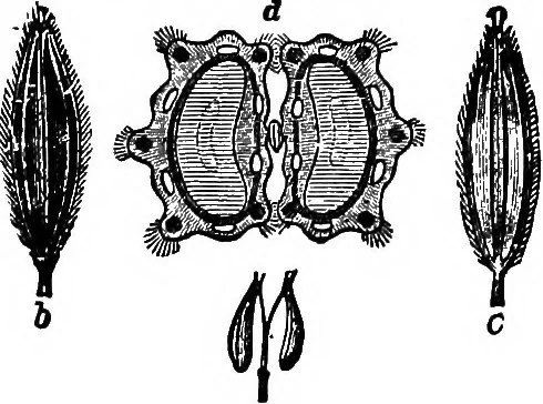 An illustration from The microscopy of vegetable foods : with special reference to the detection of adulteration and the diagnosis of mixtures, 1906, leaf 584