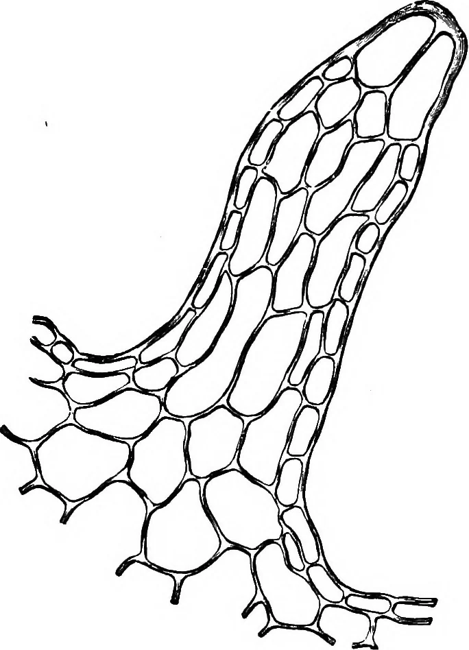 An illustration from The microscopy of vegetable foods : with special reference to the detection of adulteration and the diagnosis of mixtures, 1906, leaf 584