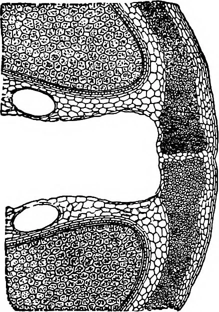An illustration from The microscopy of vegetable foods : with special reference to the detection of adulteration and the diagnosis of mixtures, 1906, leaf 586