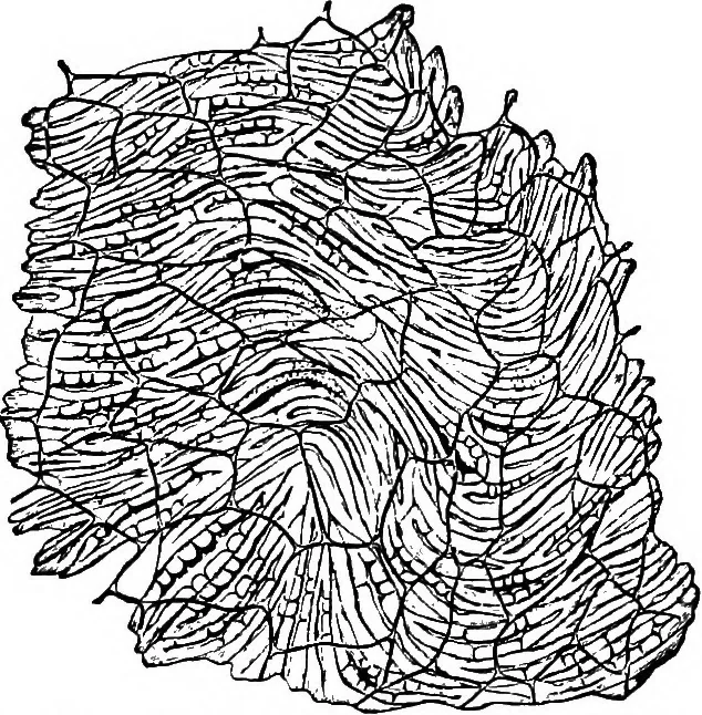An illustration from The microscopy of vegetable foods : with special reference to the detection of adulteration and the diagnosis of mixtures, 1906, leaf 586