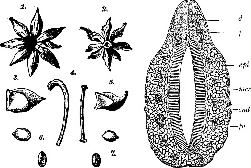 An illustration from The microscopy of vegetable foods : with special reference to the detection of adulteration and the diagnosis of mixtures, 1906, leaf 590