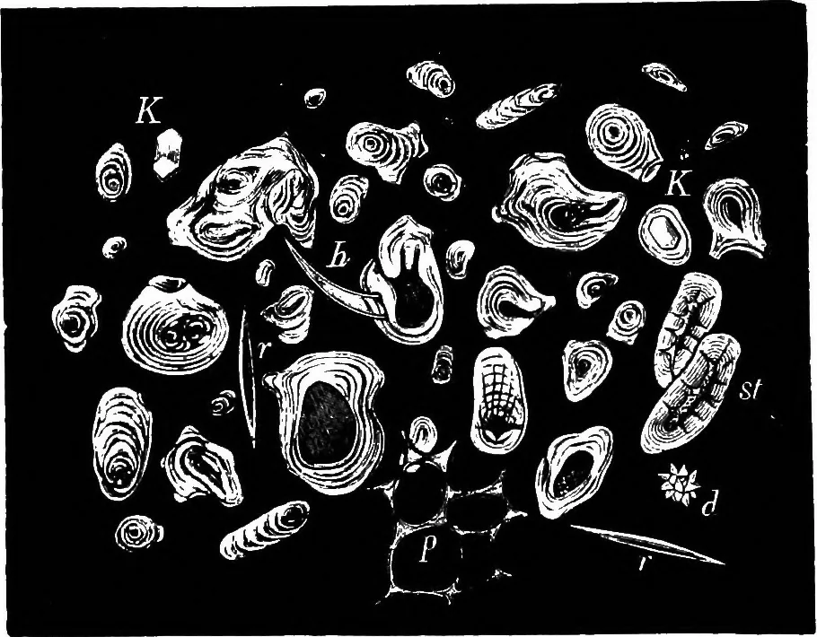 An illustration from The microscopy of vegetable foods : with special reference to the detection of adulteration and the diagnosis of mixtures, 1906, leaf 591