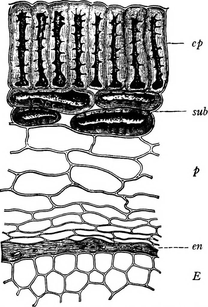 An illustration from The microscopy of vegetable foods : with special reference to the detection of adulteration and the diagnosis of mixtures, 1906, leaf 593