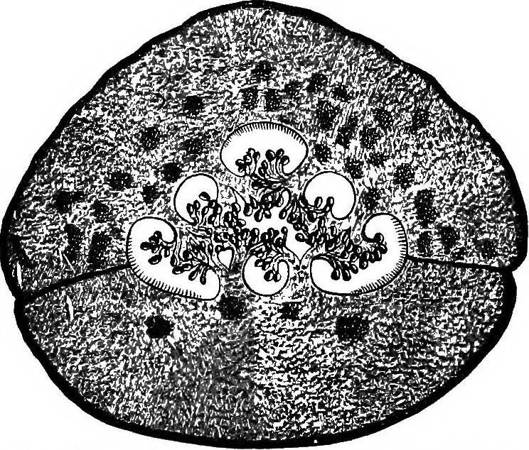 An illustration from The microscopy of vegetable foods : with special reference to the detection of adulteration and the diagnosis of mixtures, 1906, leaf 597