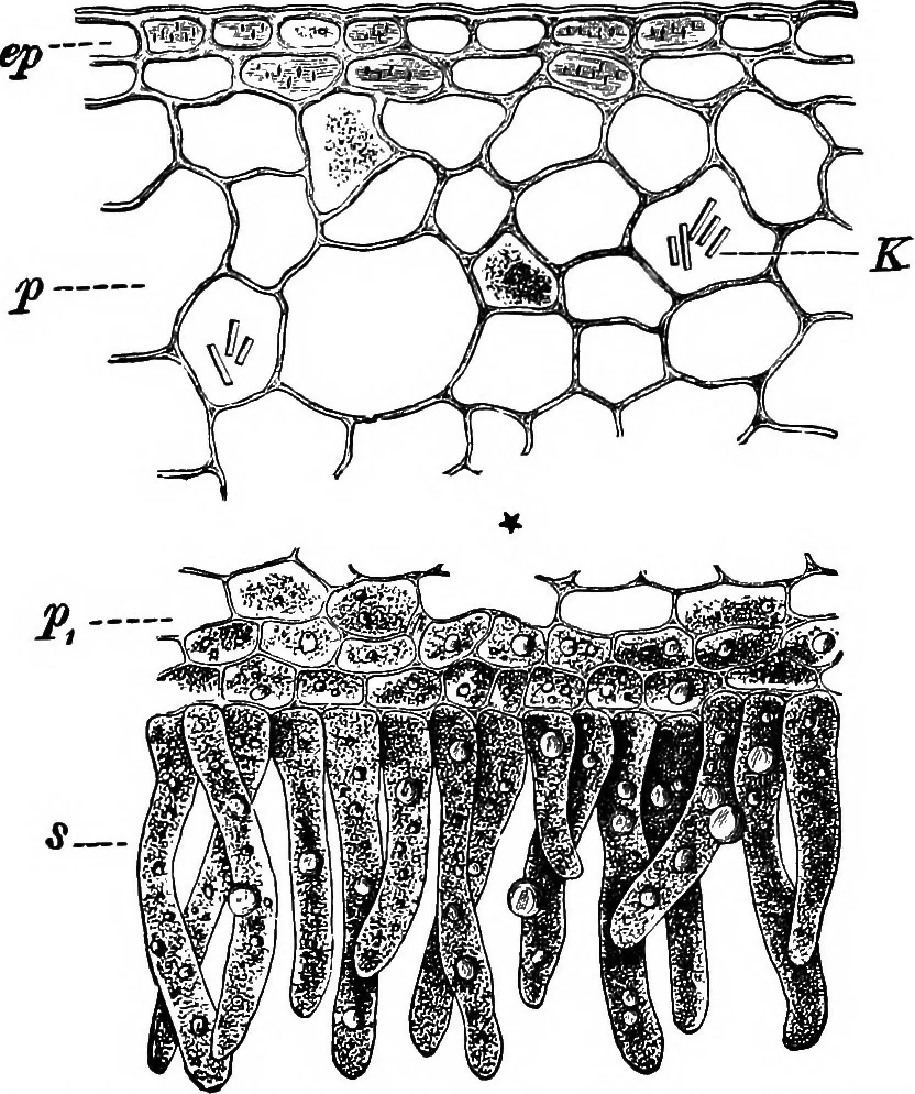 An illustration from The microscopy of vegetable foods : with special reference to the detection of adulteration and the diagnosis of mixtures, 1906, leaf 598