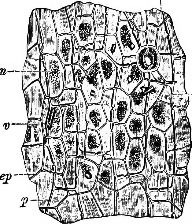 An illustration from The microscopy of vegetable foods : with special reference to the detection of adulteration and the diagnosis of mixtures, 1906, leaf 599
