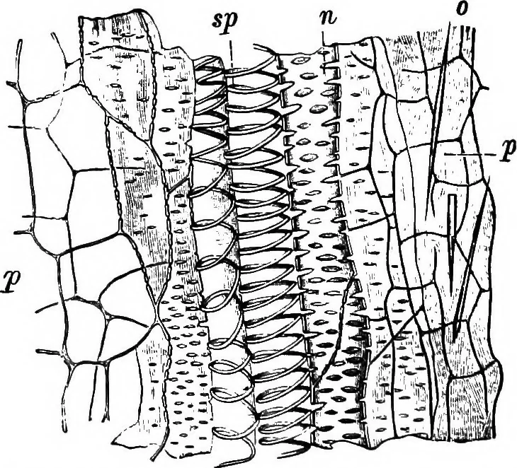 An illustration from The microscopy of vegetable foods : with special reference to the detection of adulteration and the diagnosis of mixtures, 1906, leaf 599