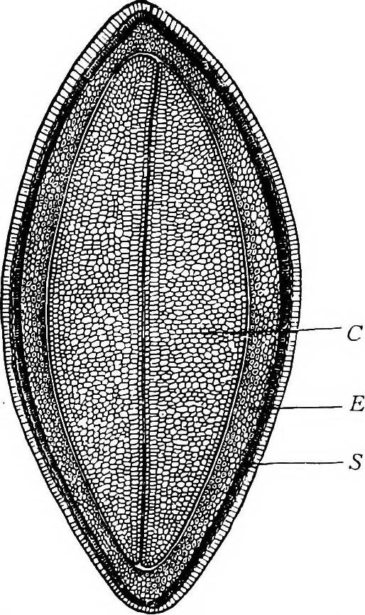 An illustration from The microscopy of vegetable foods : with special reference to the detection of adulteration and the diagnosis of mixtures, 1906, leaf 60
