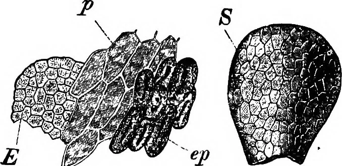 An illustration from The microscopy of vegetable foods : with special reference to the detection of adulteration and the diagnosis of mixtures, 1906, leaf 600